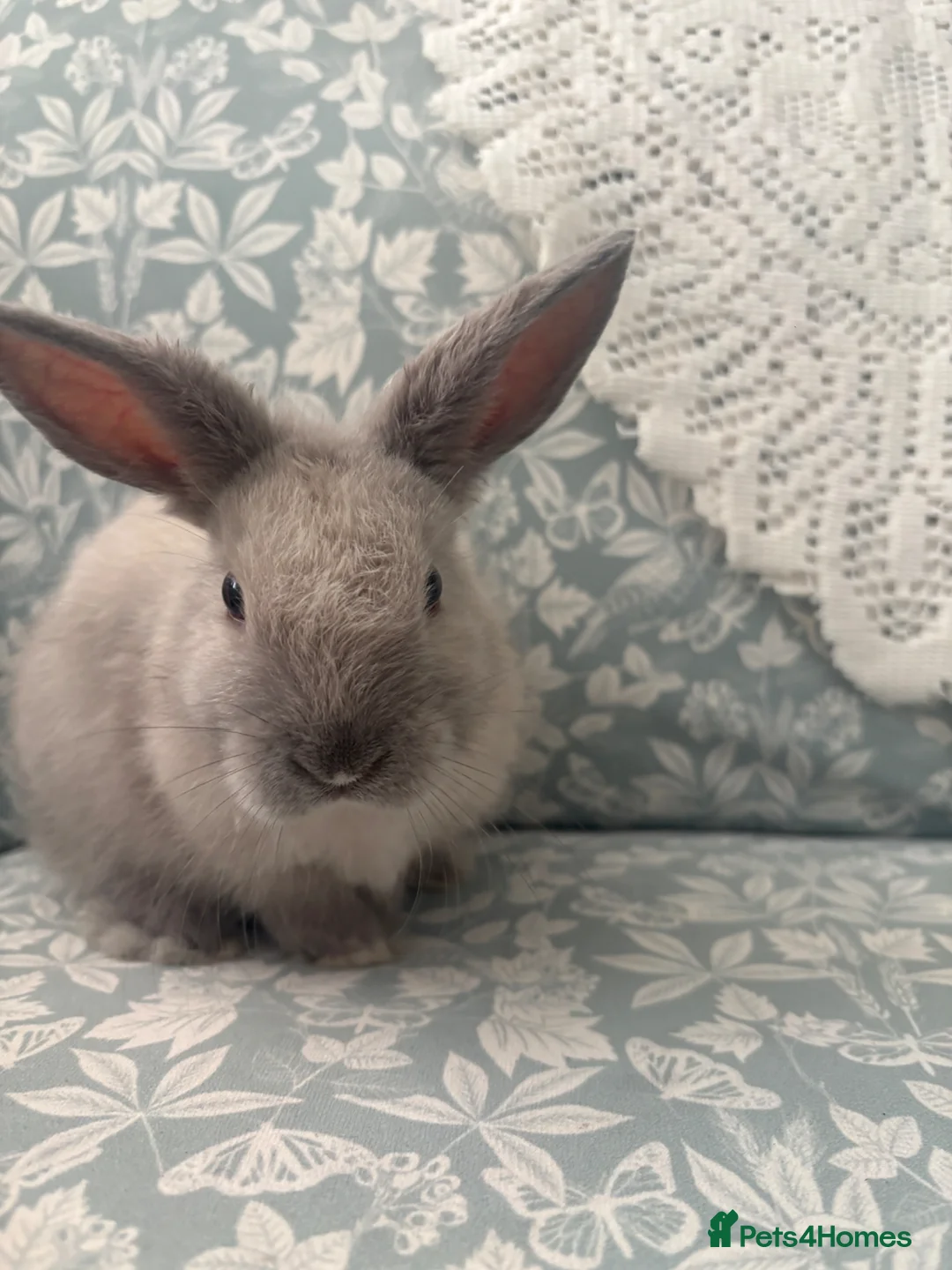 Mini Lion Lop rabbits for sale: beautiful male mini lop x lion head for sale  in Chorley - Advert 1