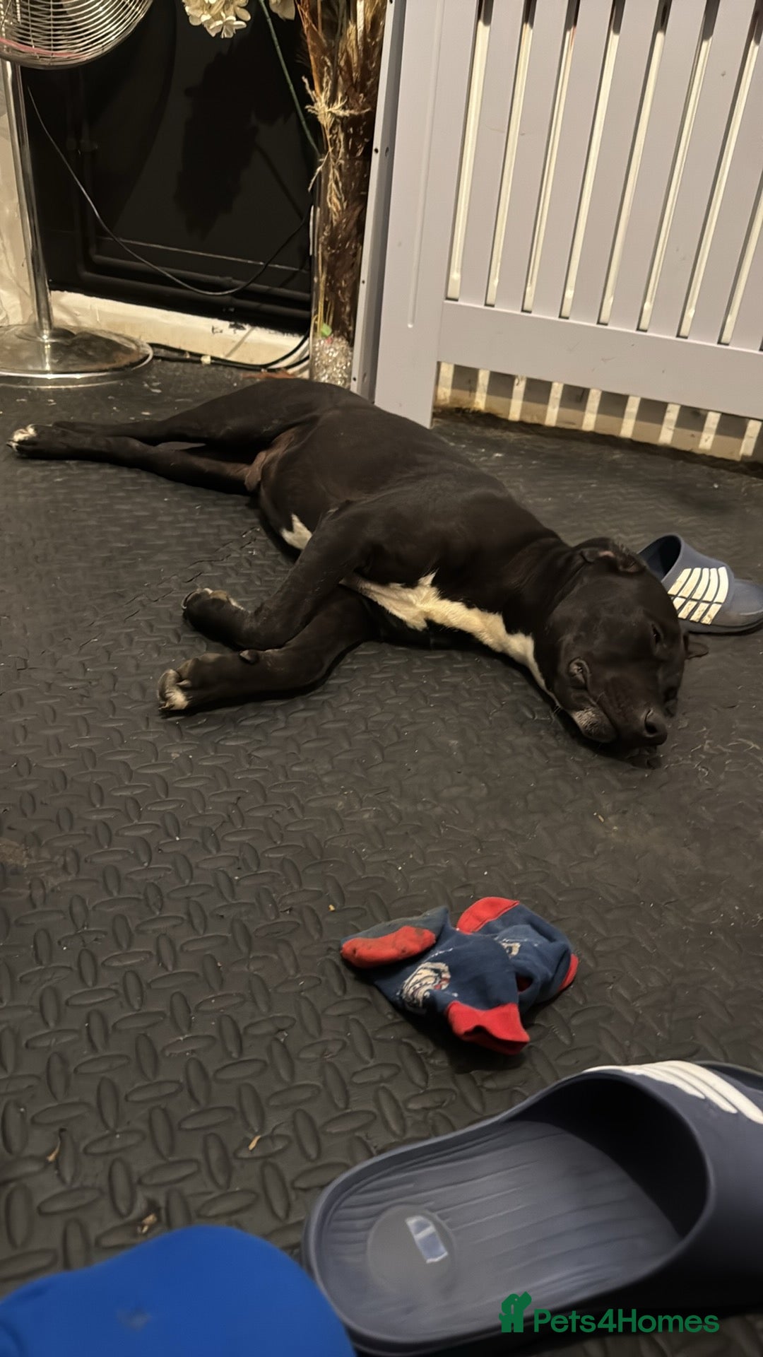 Mixed Breed dogs for sale: staff x jack russel - Advert 2