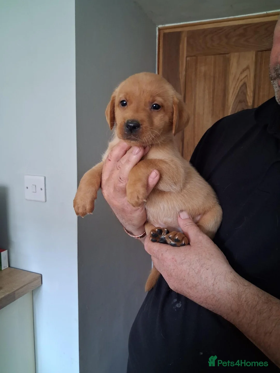 Labrador Retriever dogs for sale: Fox red and yellow labrador puppies - Advert 2
