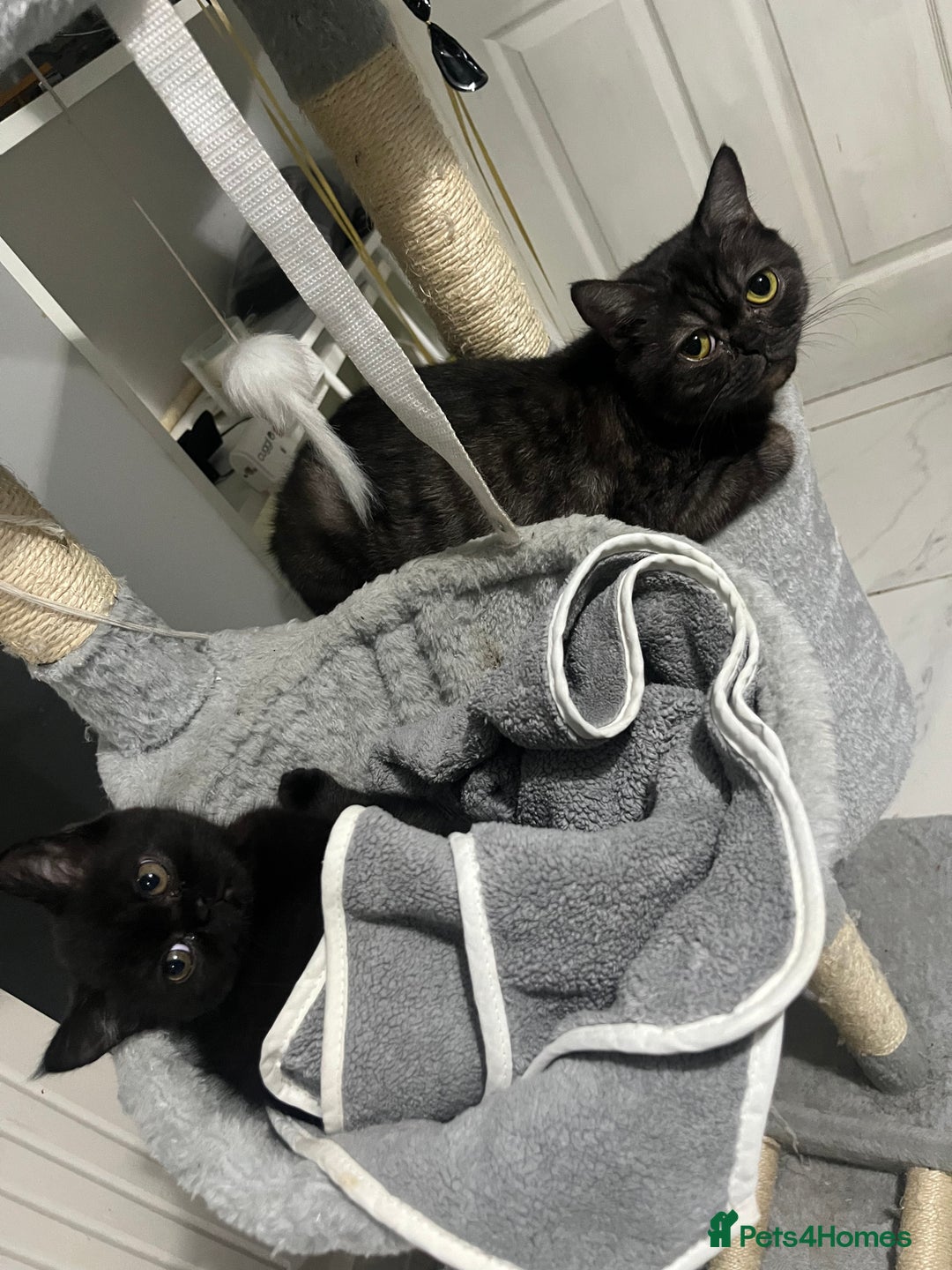 Persian cats for sale: Persians 🌸  - Image 2