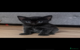 Domestic Shorthair cats for sale: Adorable fluffy kittens for sale!! - Image 11