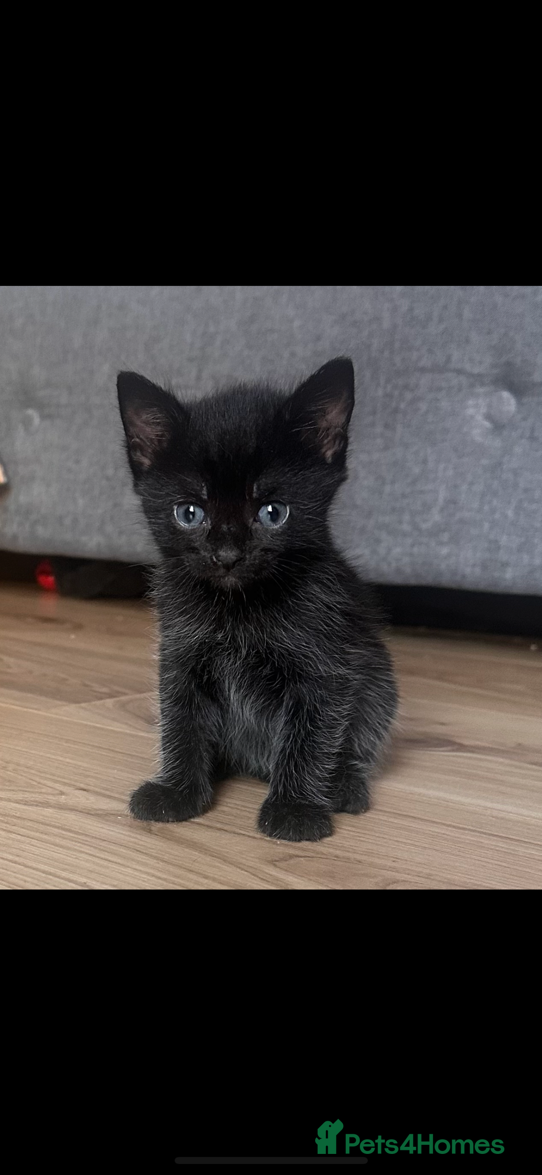 Domestic Shorthair cats for sale: Adorable fluffy kittens for sale!! - Image 11