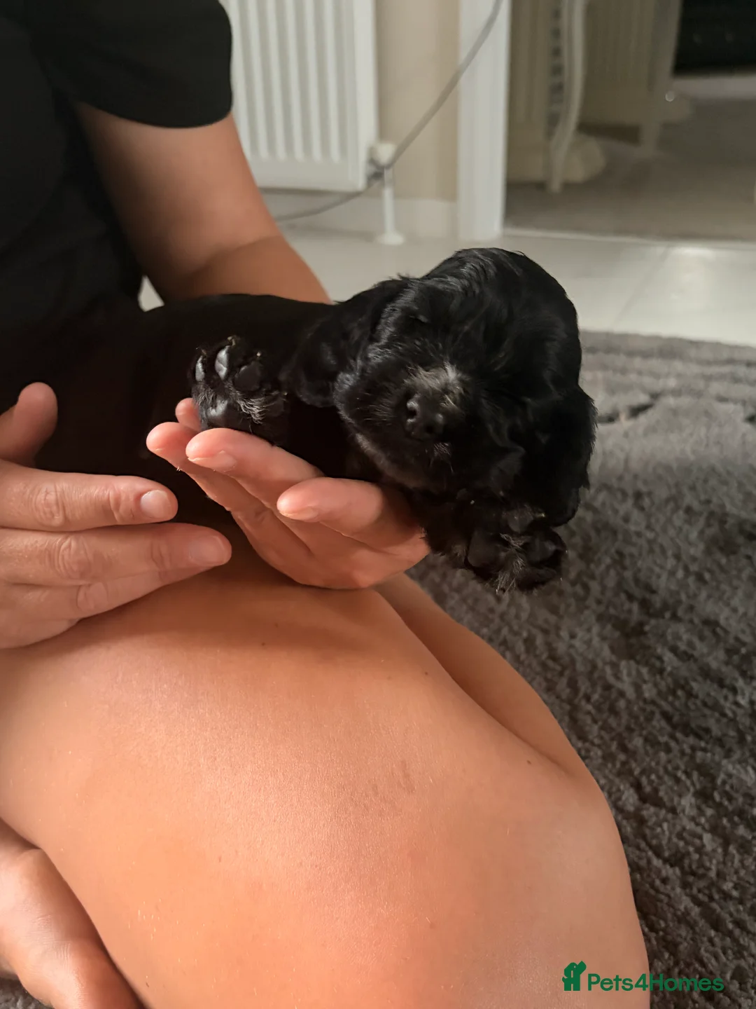 Cocker Spaniel dogs for sale: STUNNING KC REGISTERED COCKER SPANIEL PUPPIES   - Advert 2