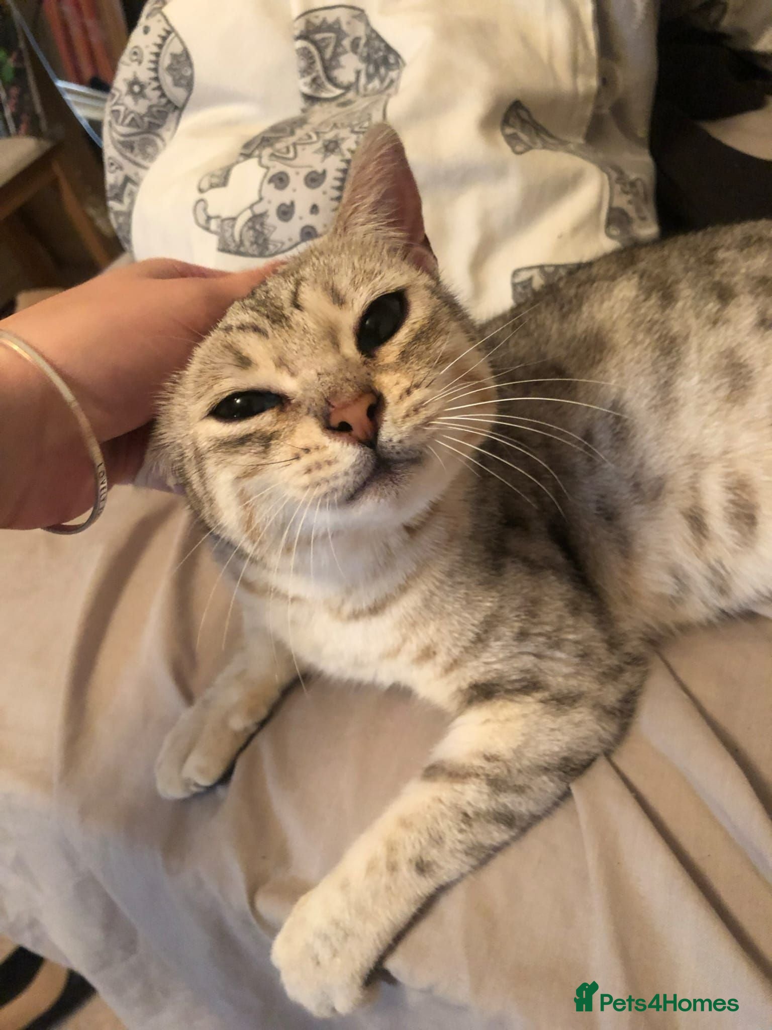 Bengal cats Beautiful Bengal x kittens for sale - Advert 1