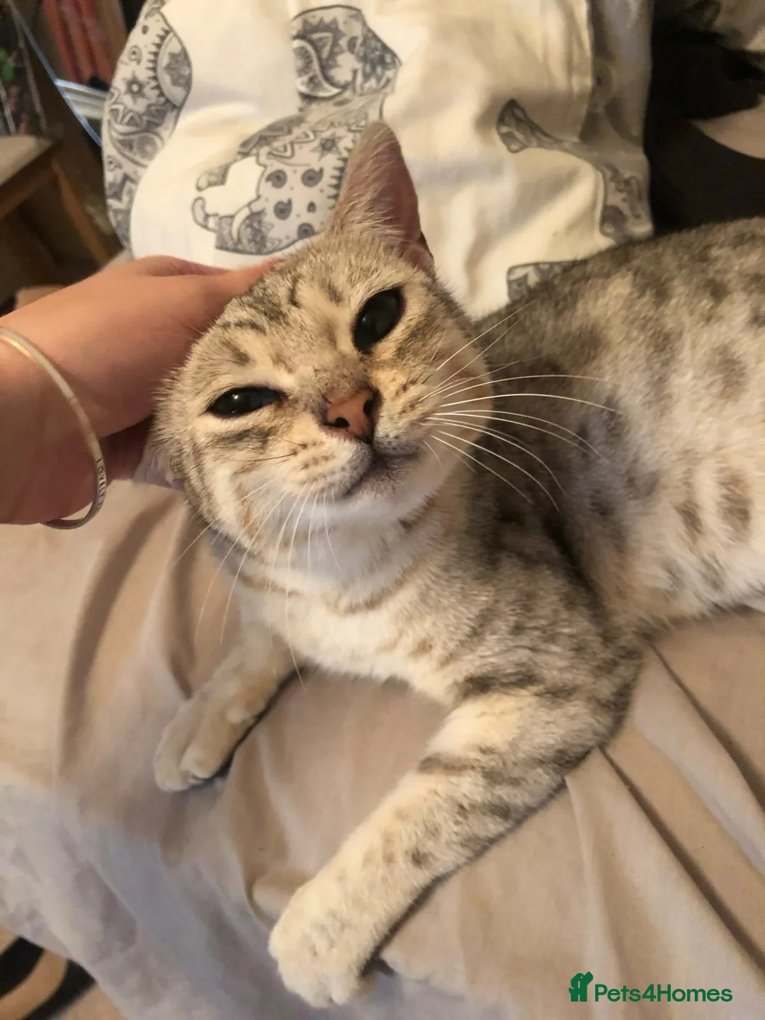 Bengal cats for sale: Beautiful Bengal x kittens for sale - Advert 1