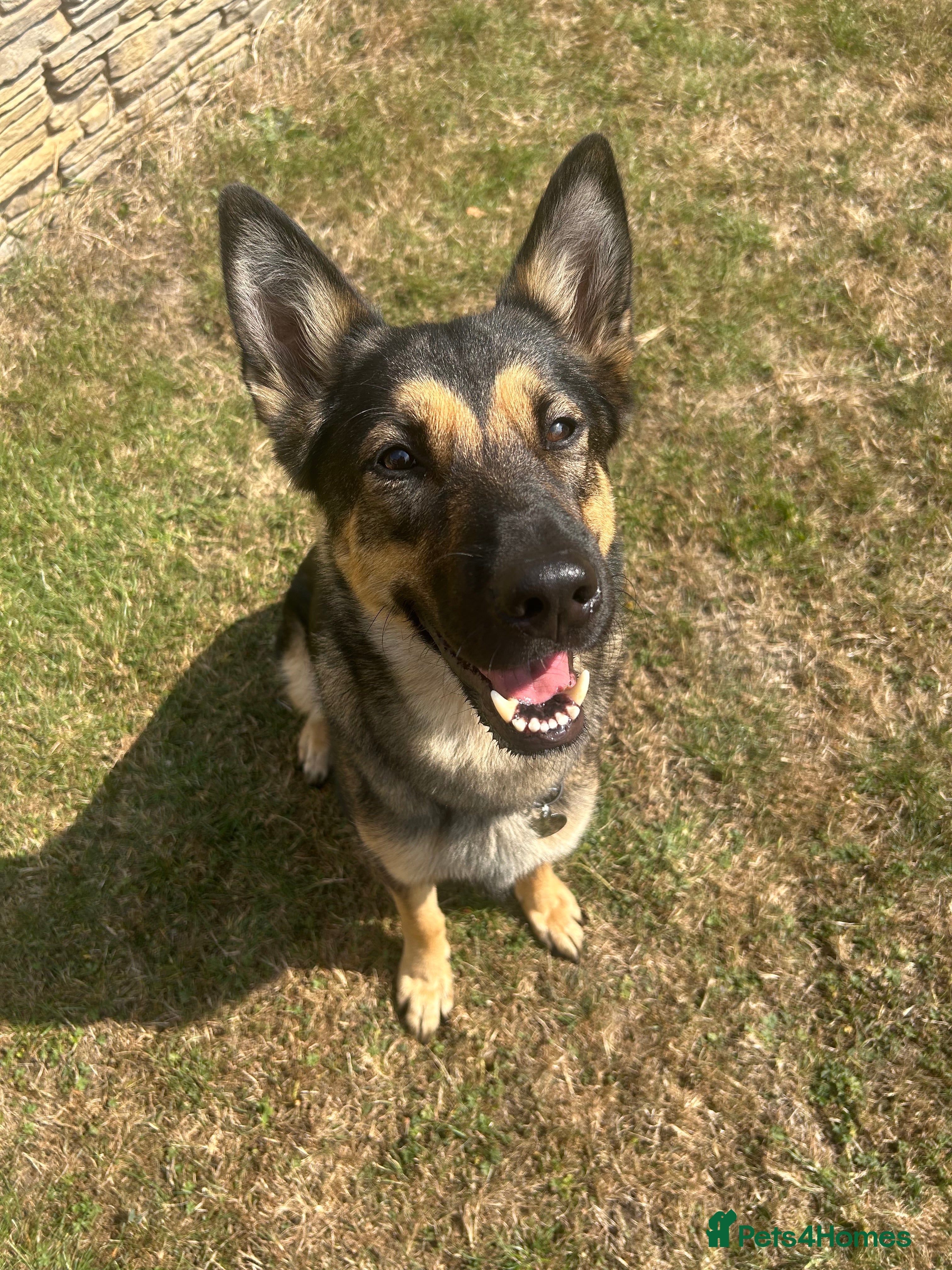 Mixed Breed dogs German shepherd x belgian malinois  - Advert 1