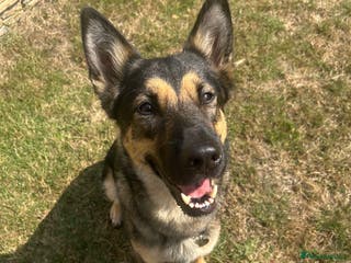 Mixed Breed dogs German shepherd x belgian malinois - Advert 1