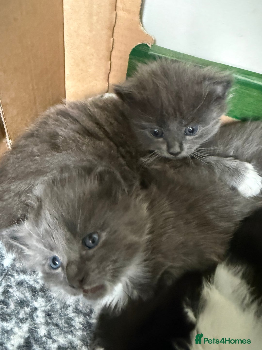 British Shorthair cats for sale: Kittens - Advert 7