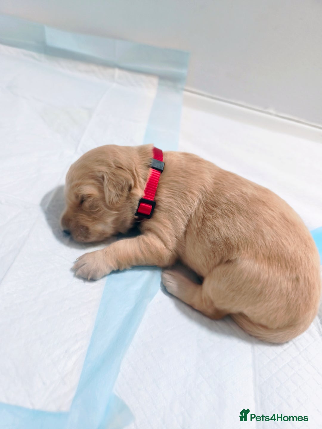 Golden Retriever dogs for sale: Gorgeous golden retriever puppies 🐕 - Advert 10