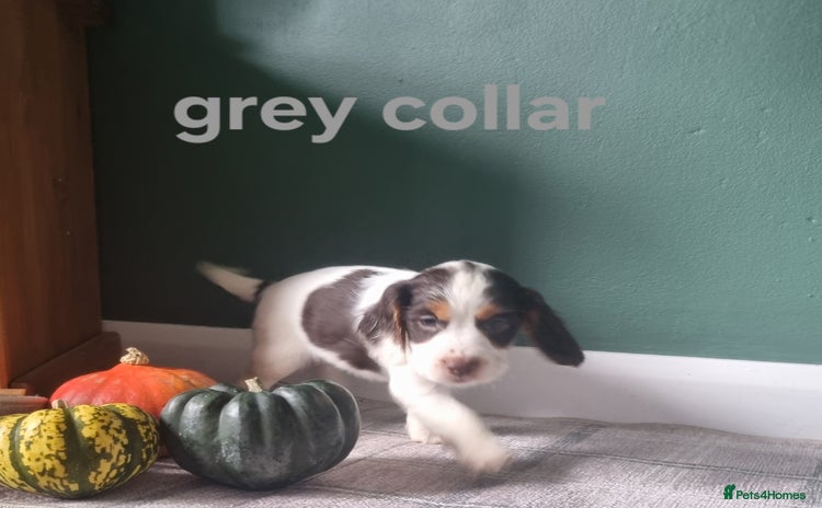 Cocker Spaniel dogs - Advert 1