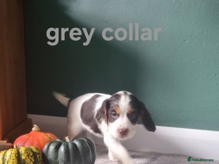 Cocker Spaniel dogs - Advert 23