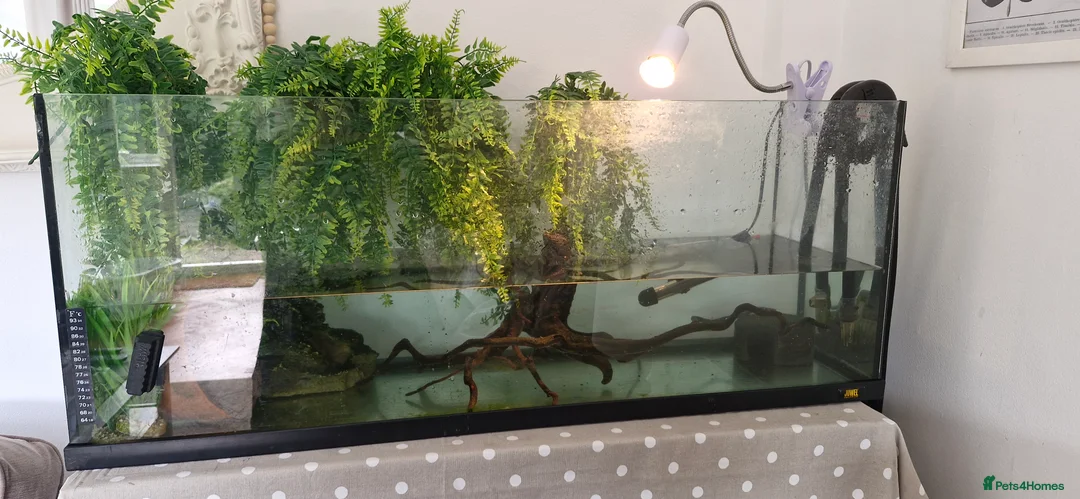 Turtle reptiles for sale: Female Musk Turtle - Advert 4