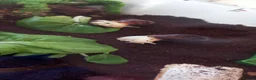 Snails invertebrates for sale: 2 X Giant African Land Snails with enclosure. in New Milton - Advert 7