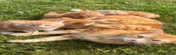 Mixed Breed cats for sale: Cats for sale  in Harlow - Advert 8