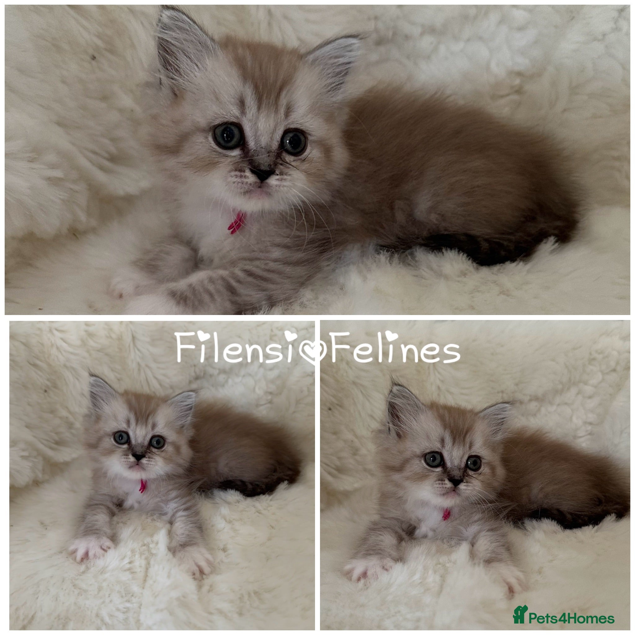 RagaMuffin cats Purebred RagaMuffin Kittens  - Advert 19
