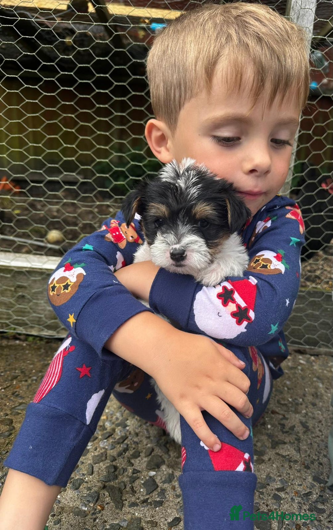 Mixed Breed dogs for sale: Jackawawa pups - Image 14