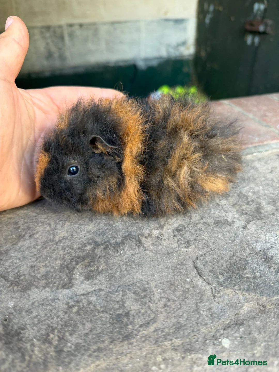 Guinea Pig rodents for sale: Gorgeous teddy baby guinea pig - Advert 2