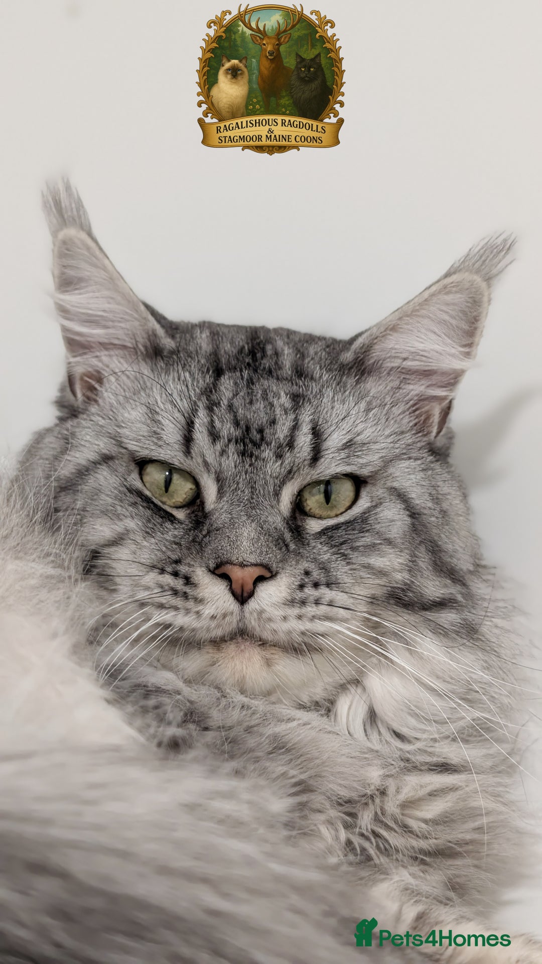 Maine Coon cats for stud: European Championship Carries Shaded GCCF & TICA - Advert 3