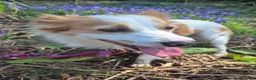 Mixed Breed dogs for adoption: SARA! - Advert 6