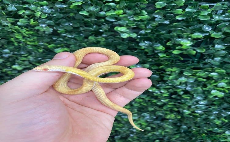 Corn Snake reptiles - Advert 2