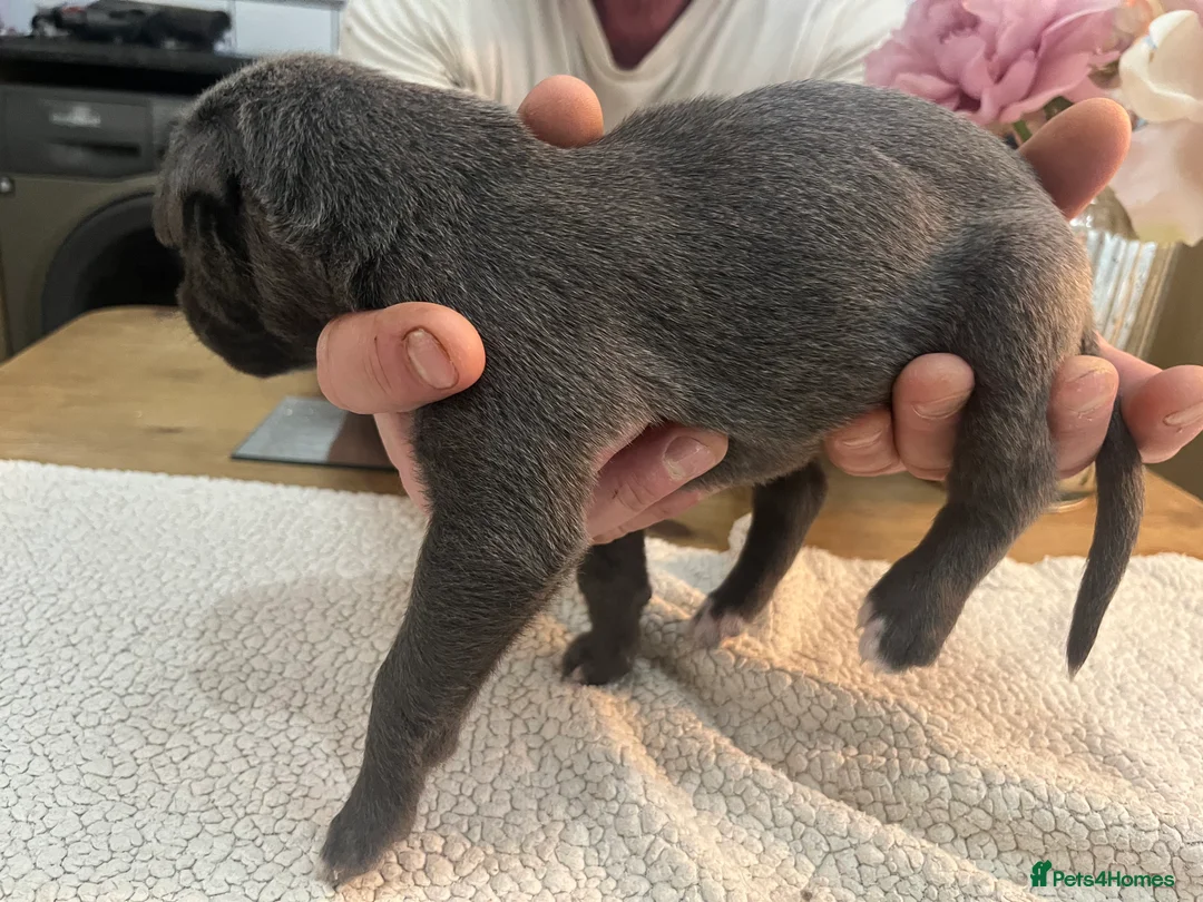 Bedlington Terrier dogs for sale: Beautiful Bedy/whippet Pups in Halstead - Advert 6