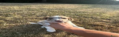 Sprollie 1