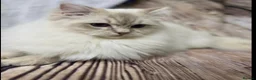 Ragdoll cats for sale: 6 GCCF ragdoll kittens  in Glasgow - Advert 9