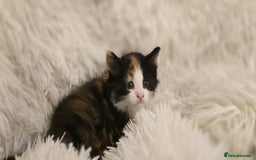 Maine Coon cats for sale: Amazing Maine coin babies  - Image 6