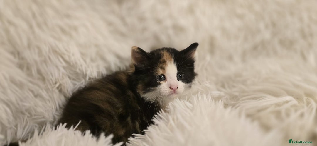Maine Coon cats for sale: Amazing Maine coin babies  - Image 6