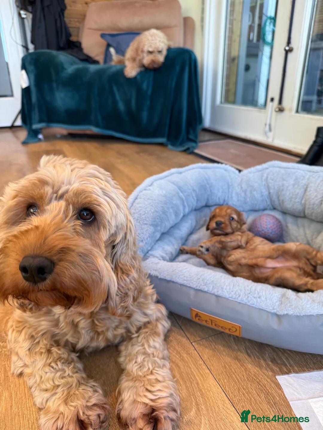 Cockapoo dogs for sale: F1 B cockapoo Puppy female  - Advert 3