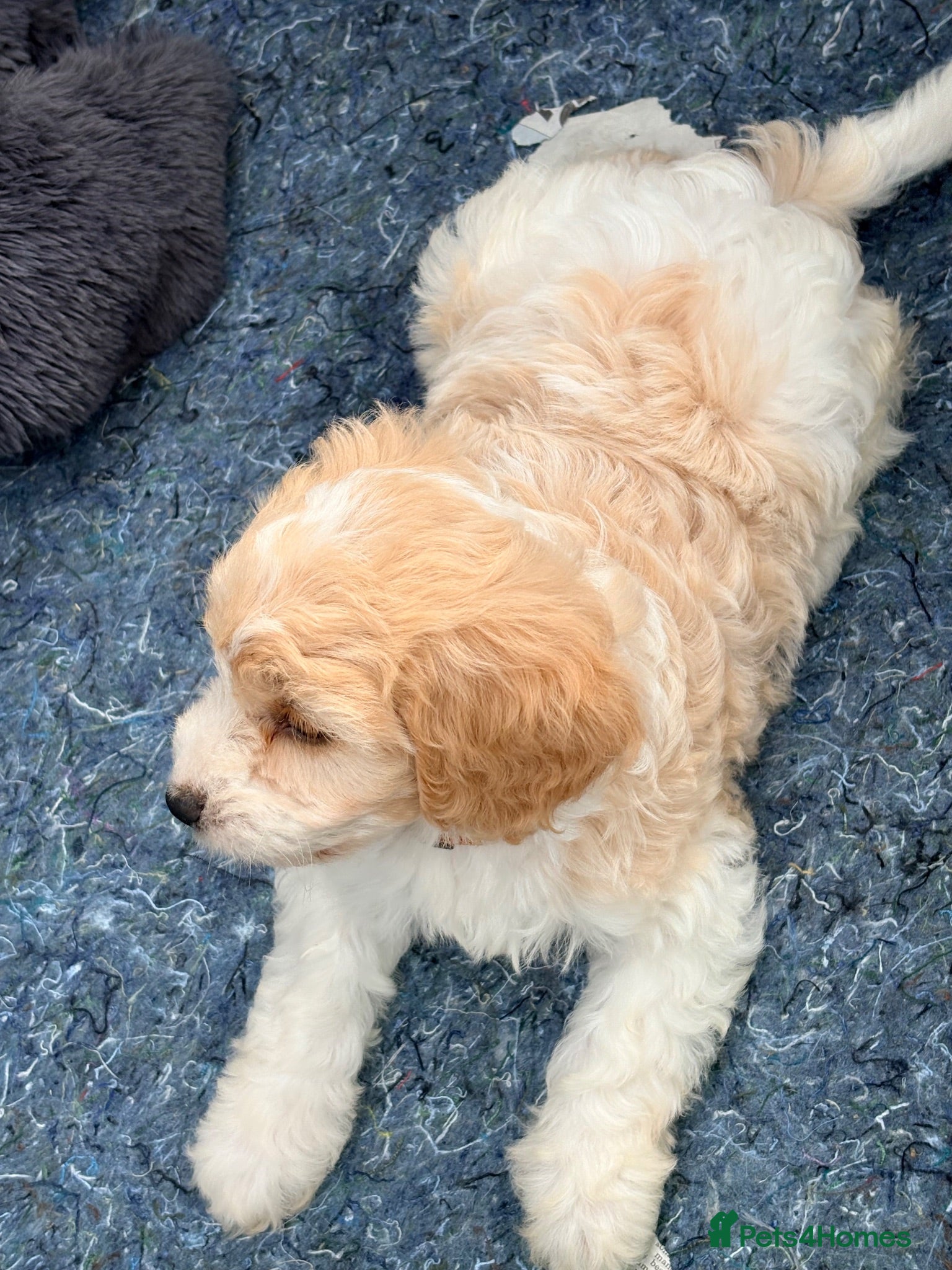 Cavapoo dogs Cavapoo puppies - Advert 15