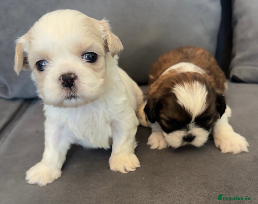 Shih Tzu dogs for sale: Stunning imperial shih tzu puppies  - Advert 11