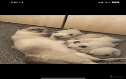 Ragdoll cats for sale: Ragdoll kittens due - Image 5