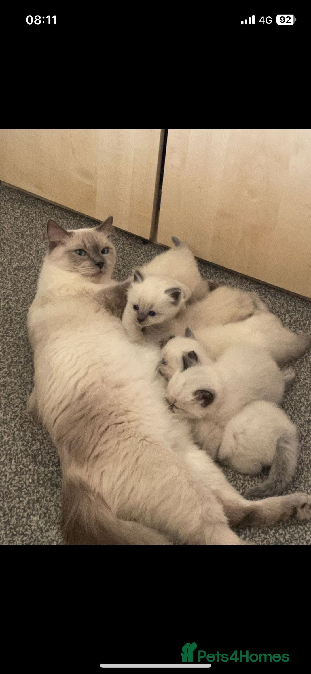 Ragdoll cats for sale: Ragdoll kittens due - Image 5