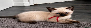 Siamese Kitten 3