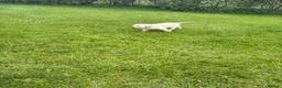 Labrador Retriever dogs for sale: Yellow Labrador male puppies - 1 remaining in Newry - Advert 4