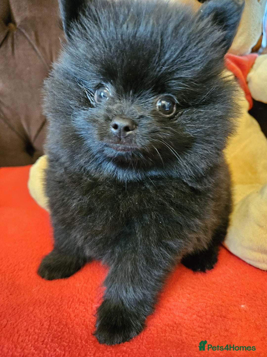 Pomeranian dogs for sale: KC registered  ** mall black Pomeranian Boys - Image 16