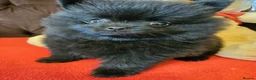 Pomeranian dogs for sale: KC registered  ** mall black Pomeranian Boys - Advert 16