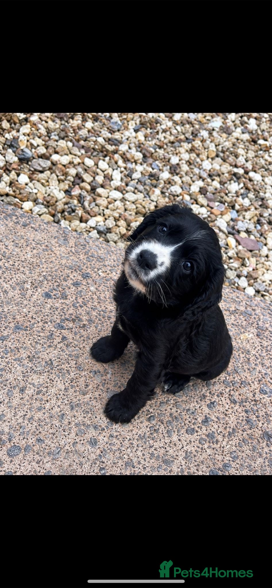 Cocker Spaniel dogs Cocker spaniel  - Advert 4