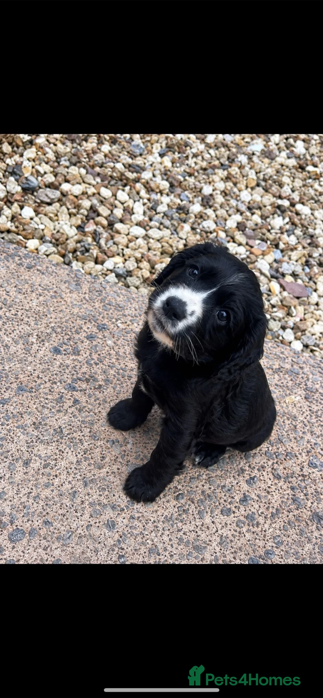 Cocker Spaniel dogs for sale: Cocker spaniel  - Advert 1