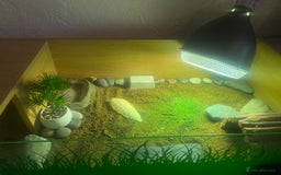 Tortoise reptiles for sale: Tortoise Russian Horsefield - Image 10