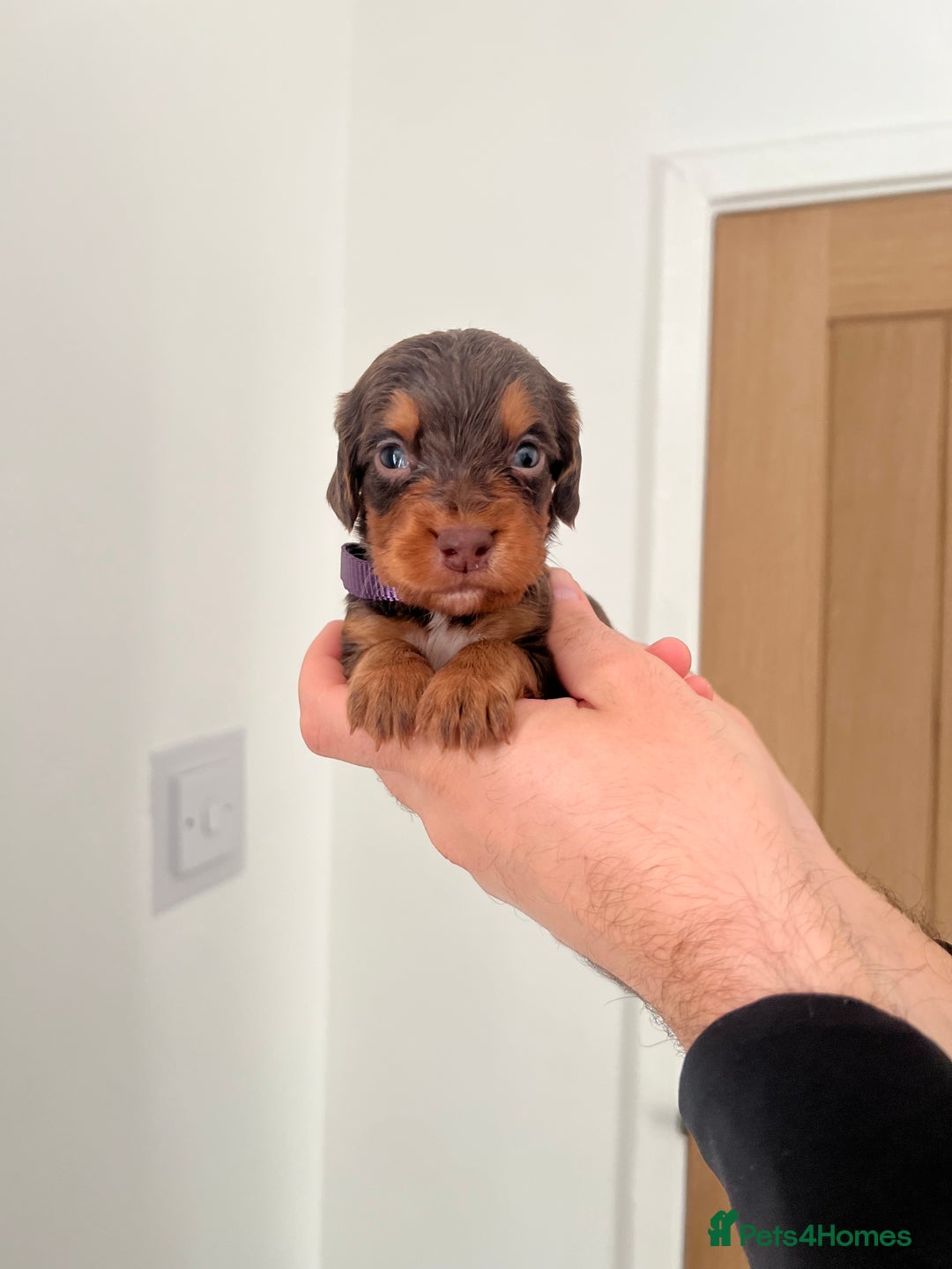 Cocker Spaniel dogs for sale: Working cocker spaniels - Image 5