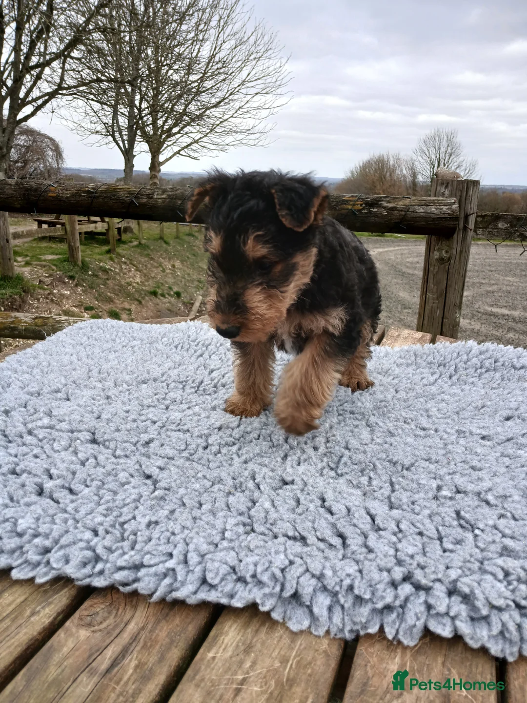 Airedale Terrier dogs for sale: Beautiful Airedale pups - Advert 13