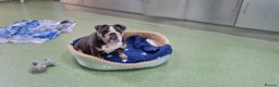 English Bulldog dogs for adoption: Koala - Advert 2