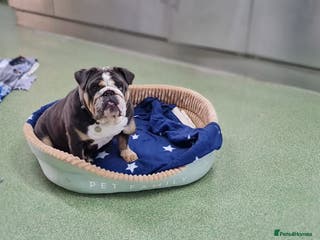 English Bulldog dogs Koala - Advert 1