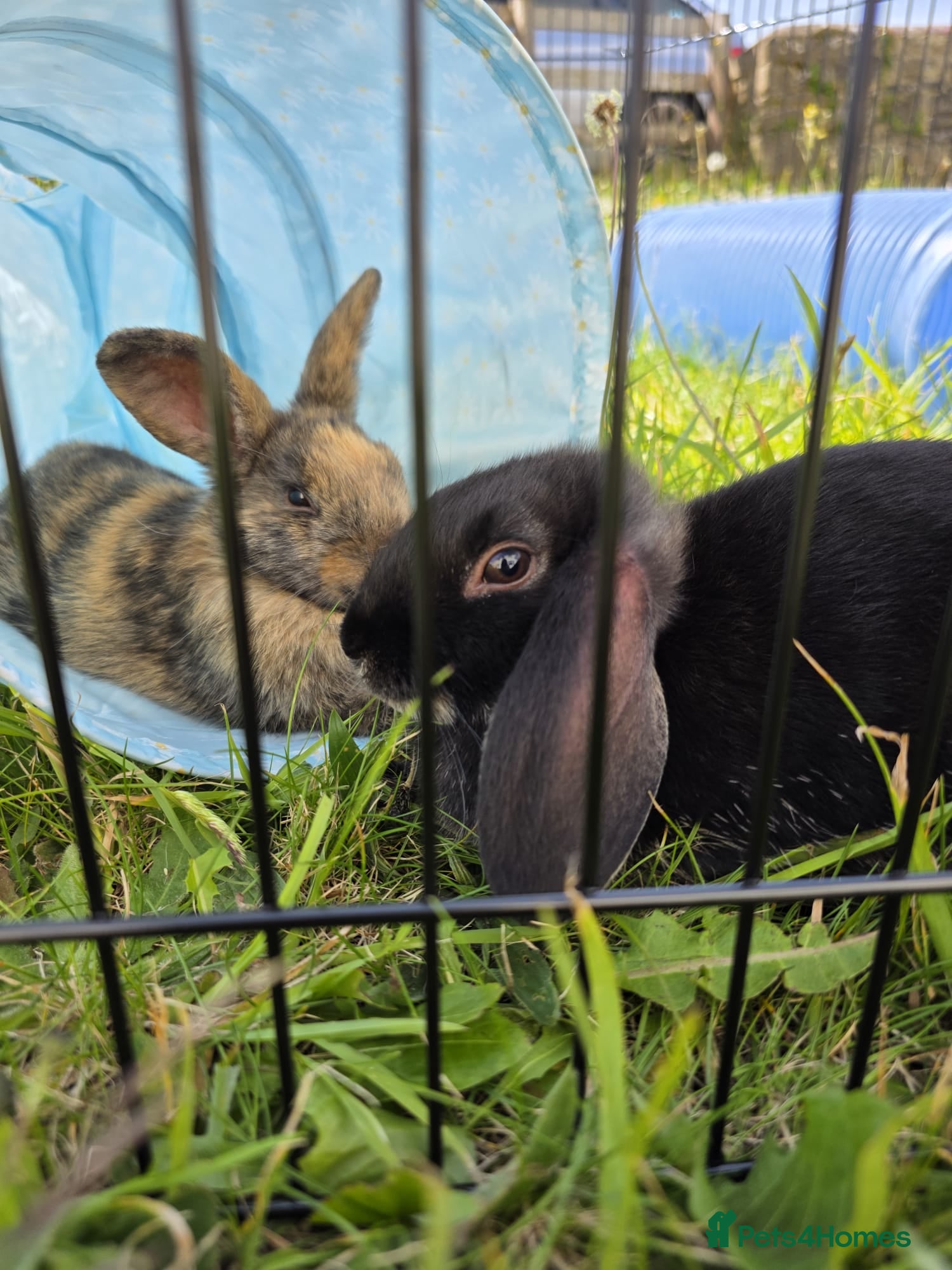 Mixed Breed rabbits Dwarf lop/domestic - Advert 1