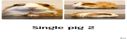 Guinea Pig rodents for sale: Lots of boys for sale  - Advert 5