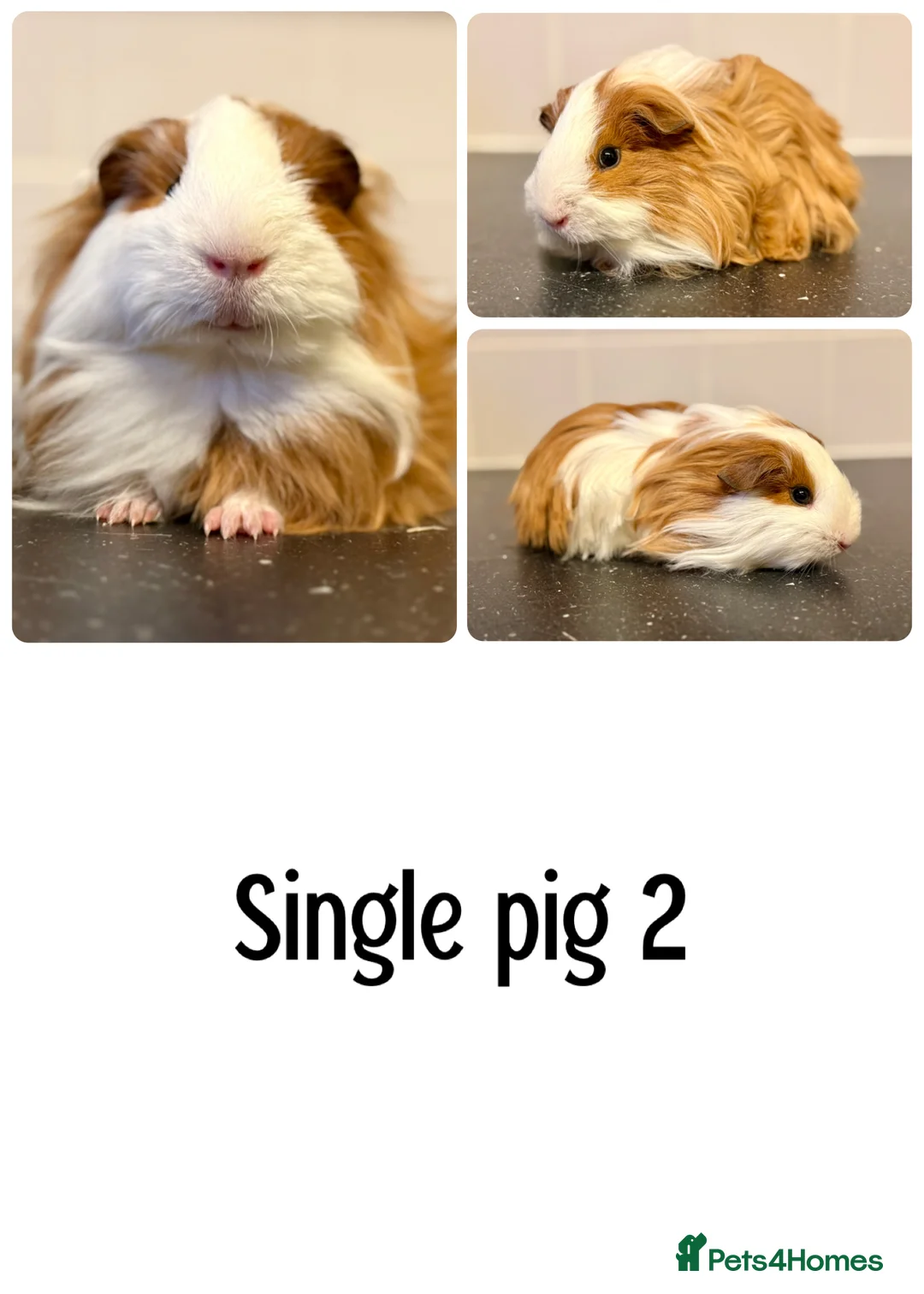 Guinea Pig rodents for sale: Lots of boys for sale  - Advert 5