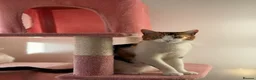 British Shorthair cats for sale: Beautiful Calico Female Cat Vaccinated  - Advert 10