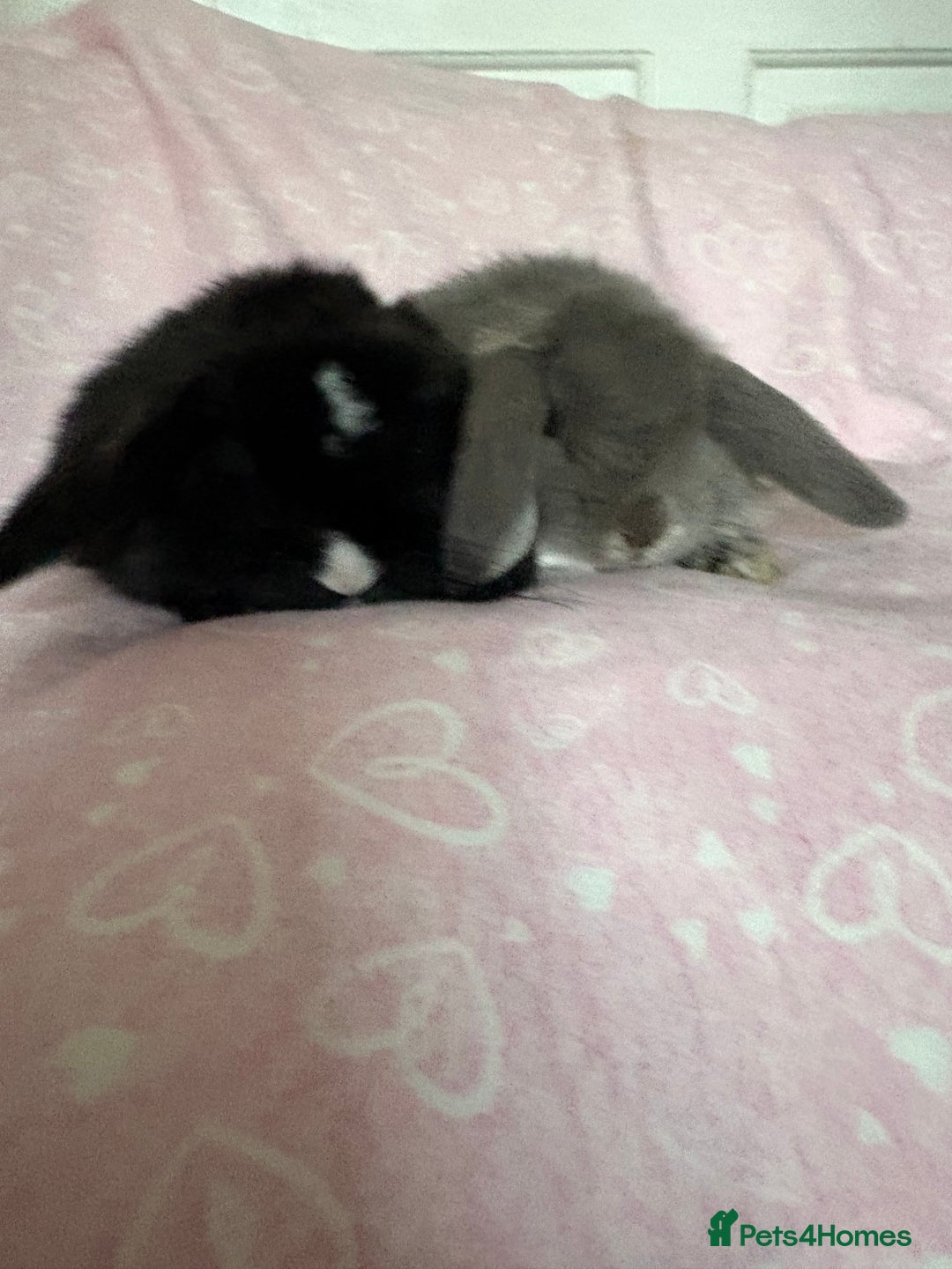 Mini Lop rabbits for sale: Beautiful little mini lop baby bunny rabbits  - Advert 18